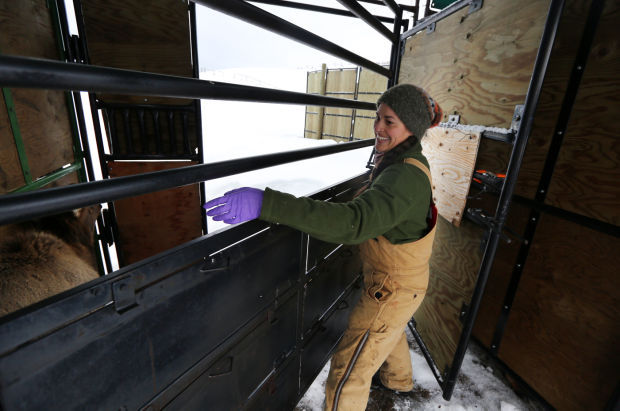 Elk Brucellosis Study